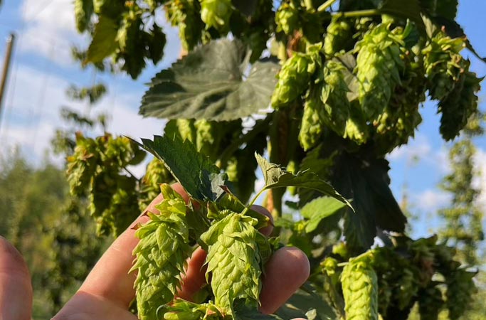 Houblon Cascade